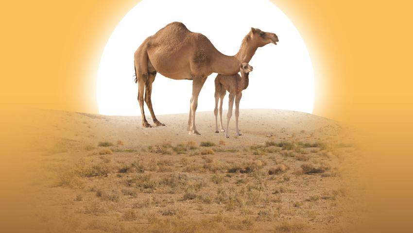 همایش کنگره سال 1395